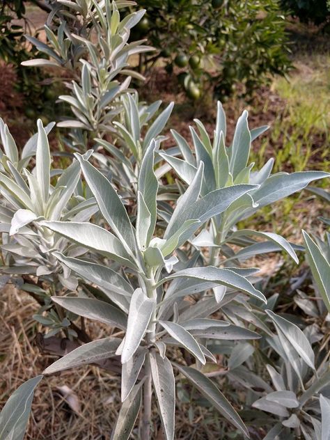 Fragrant and drought tolerant, these shrubs and perennials are pollinator magnets and a perfect fit for every garden. White Sage Plant, California Native Garden, Sage Plant, Growing Microgreens, California Native Plants, Fragrant Plant, Fine Gardening, Moon Garden, Front House Landscaping