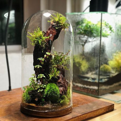 Small Terrarium Ideas, Terrarium Ideas Unique, Landscape Terrarium, Cloche Terrarium, Closed Terrarium Plants, Closed Terrarium, Bottle Terrarium, Small Terrarium, Terrarium Ideas