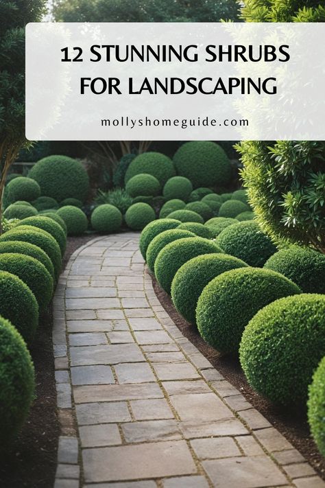 Explore our handpicked selection of the best shrubs for landscaping, including low maintenance options, evergreen varieties, and even flowering shrubs perfect for hedges. Whether you have full sun or partial shade, need shrubs for small spaces or the front of your house, there's something here for every landscape. Create a vibrant and colorful outdoor space with these no-effort plants that offer four-season interest. Landscape Hedge Ideas, Foundation Plantings For Front Of House, Small Flowering Shrubs, Landscape Shrubs, Small Evergreen Shrubs, Shrubs For Landscaping, Landscaping Shrubs, Yard Diy, Foundation Planting