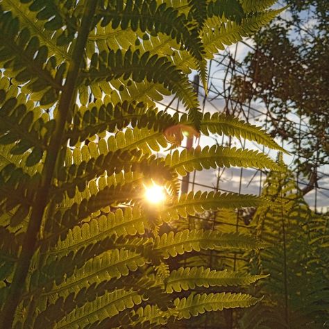 #fern#sunshine#first summer days#aesthetics of green plants# Ferncore Aesthetic, Ferns Aesthetic, Fern Aesthetic, First Day Of Summer, One Summer, Green Plants, Summer Days, Fern, Collage