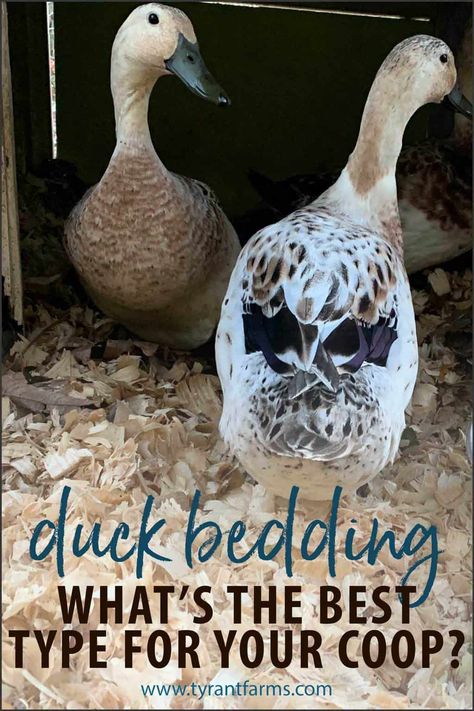 Duck Bedding Coop, Duck Bedding Ideas, Duck Coop Flooring Ideas, Diy Duck Coop Ideas, Duck Coop And Run, Duck Shelter Ideas, Duck Enrichment Ideas, Toys For Ducks, Pet Ducks Indoor