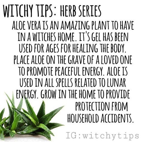 Witchy Tips : Herb Series - Aloe Vera Plant Witch, Moon Element, Aloe Barbadensis Miller, Witch Tips, Magickal Herbs, Witch Herbs, Green Witchcraft, Magic Herbs, Kitchen Witchery