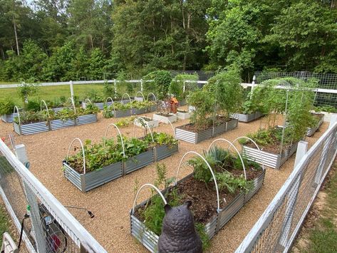 Galvanized Metal Raised Garden Beds, Metal Garden Bed Layout, Raised Garden Designs, Raised Bed Garden Layout, Vege Garden, Fenced Vegetable Garden, Vegetable Garden Beds, Garden Bed Layout, Metal Garden Beds