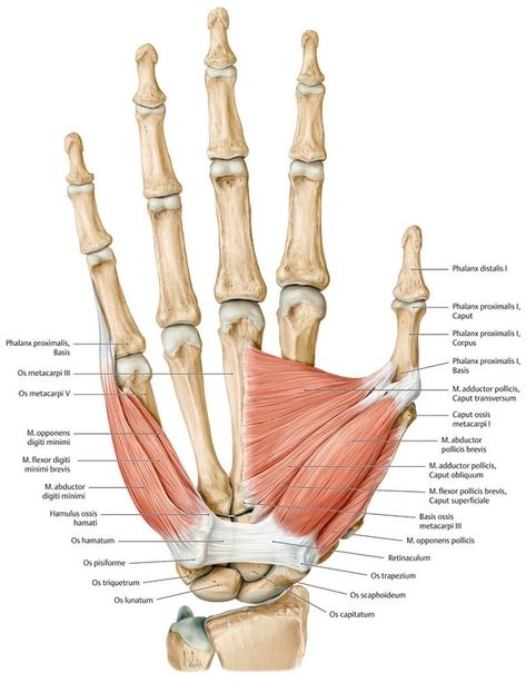 Hand Muscles Anatomy, Hands Muscles, Anatomy Of Hand, Human Anatomy Picture, Upper Limb Anatomy, Body Muscle Anatomy, Human Muscular System, Muscular System Anatomy, Hand Muscles