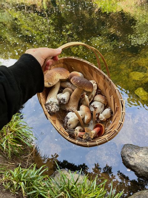 Forage Aesthetic, Mushroom Foraging Aesthetic, Mushroom Picking Aesthetic, Mushroom Cottagecore Aesthetic, Foraging Aesthetic, Fungi Aesthetic, Foraging Mushrooms, Mushroom Picking, Mushroom Farm