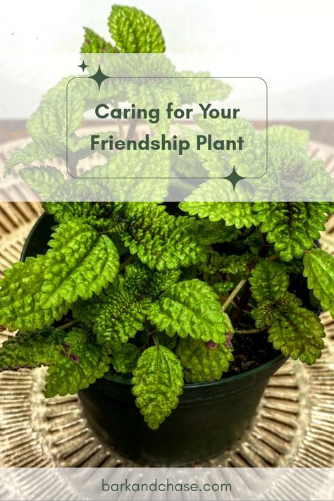 Want your Friendship Plant, or Pilea Moon Valley, to thrive? Discover all the essential tips for caring for this rare beauty! From optimal light conditions to the right watering schedule, I've got the insights you need. Keep your Pilea involucrata healthy by tackling humidity and soil needs effectively. Whether you're a beginner or an experienced plant parent, these tips will ensure your plant lives a vibrant, lush life! Say goodbye to wilting leaves and embrace the joy of thriving houseplants! Pilea Plant Care, Pilea Involucrata, Friendship Plant, Pilea Plant, Growing Strong, Plant Parent, Rooting Hormone, Strong And Healthy, Rare Beauty