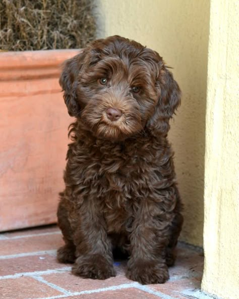 Dolce Vita Labradoodles Authentic Australian Labradoodles San Francisco Bay Area www.dolcevitalabradoodles.com Australian Labradoodles, Chocolate Labradoodle, Labradoodle Dogs, Cockapoo Puppies, Australian Labradoodle, Labradoodle Puppy, Goldendoodle Puppy, Doodle Dog, Dream Dog