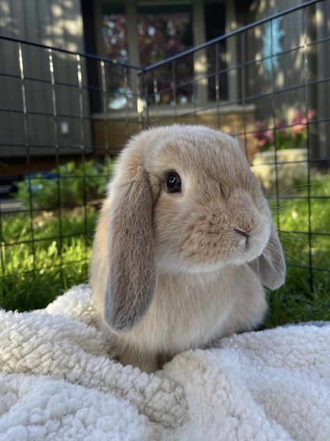 Cute Bunny Photo, Pet Rabbit Aesthetic, Pet Bunny Aesthetic, Real Bunnies, Bunnies Aesthetic, Cute Animals Aesthetic, Light Brown Bunny, Bunny Breeds, Bunny Colors