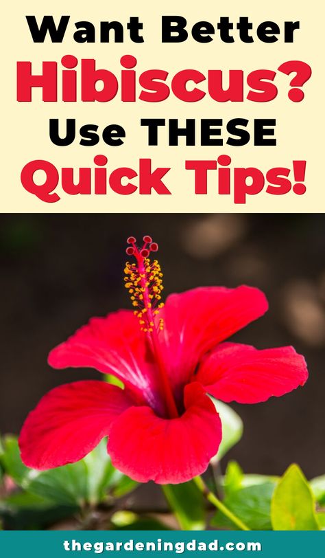 Do you want your Hibiscus to bloom bigger, longer, and more colorful? This article will provide quick tips that take under 5 minutes!  You'll learn how to better care for indoor, potted, and even outdoor hibiscus plants! #hibiscus #diy #gardening Hibiscus Tree Care, Hibiscus Tea Benefits, Hibiscus Flower Drawing, Hibiscus Drink, Hibiscus Bush, Growing Hibiscus, Flowering Bonsai Tree, Hibiscus Tree, Hibiscus Garden