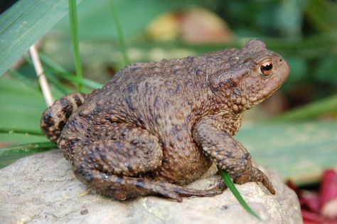 Common Toad, Land Turtles, Frog Species, Tropical Tree, About Nature, Frog And Toad, Reptiles And Amphibians, The Common, Nature Animals