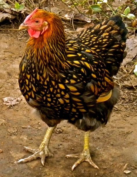 Golden-Laced Wyandotte | Project Noah Golden Lace Wyandotte, Pekin Chicken, Gold Laced Wyandotte, Wyandotte Hen, Wyandotte Chickens, Laced Wyandotte, Wyandotte Chicken, Farm Animal Paintings, Fancy Chickens