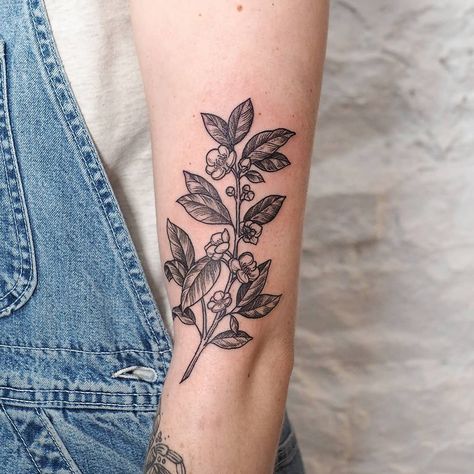 E.K. Chan 🦖 on Instagram: “lil tea plant for @kindsoftstrong - thank you! tea tattoo club 4ev . #torontotattoo #torontoartist #qttr #qpocttt #torontoqttr…” Camellia Sinensis Tattoo, Tea Leaf Tattoo, Tea Leaves Tattoo, Coffee Plant Tattoo, Tokyo Tattoo, Plant Sleeve, Blatt Tattoos, Botanisches Tattoo, Body Artwork