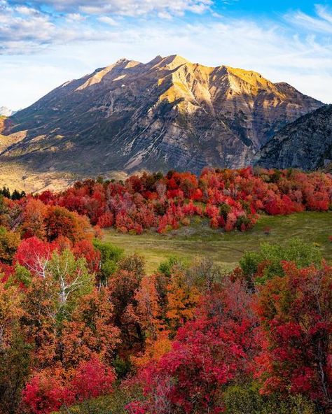 Utah Fall Aesthetic, Utah In The Fall, Fall In Utah, Utah Mountains Aesthetic, Utah Forest, Utah Aesthetic, Graphic Memoir, Fall In The Mountains, Utah Fall