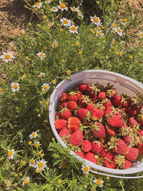 #aesthetic #strawberry #cottagecore #cottagecoreaesthetic Pajamas Fluffy, Makeup Bedroom, Strawberry Pictures, Strawberry Makeup, Elegant Duvet Covers, Comfy Pajamas, Strawberry Fields Forever, Strawberry Picking, Fluffy Slippers