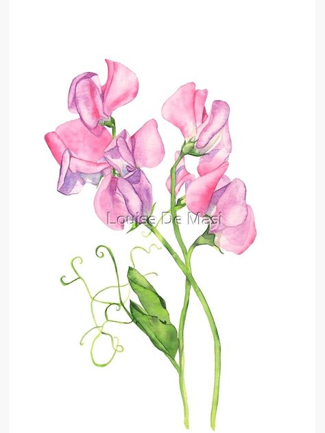 Textile Moodboard, Watercolor Botanicals, Anna Mason, Color Tutorial, Watercolor And Pen, Sweet Pea Flowers, Watercolour Landscape, Flora Y Fauna, Flowers Drawing