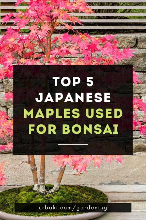 Japanese Maple Bonsai Tree, Chinese Maple Tree, Bonsai Maple Tree, Types Of Bonsai Trees, Bonsai Landscape, Japanese Maple Bonsai, Garden Bonsai Tree, Bonsai Fruit Tree, Tree Types