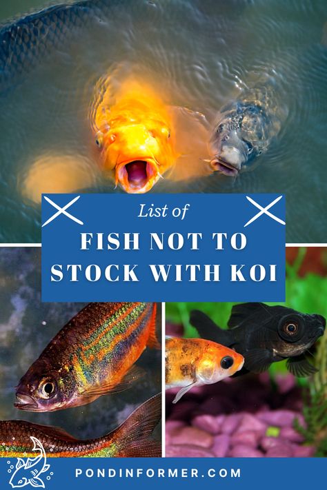 Koi Fish Pond Design, Gold Fish Aquarium Ideas, Koi Fish Garden Pond, Types Of Koi Fish, Fish Pond Ideas, Diy Koi Pond, Koi Fish Aquarium, Koi Carp Pond, Koi Fish Care