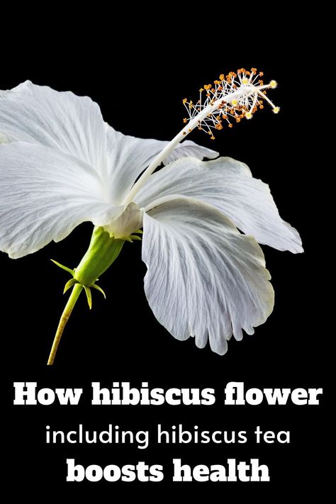 How you can boost your health with hibiscus flower - Did you know that hibiscus is not only an edible flower but it has many health benefits? #healthfoods #hibiscus #Eatsomethingsexy Benefits Of Hibiscus, Hibiscus Tea Benefits, Flowers Recipes, Edible Flower Garden, Hibiscus Bush, Growing Hibiscus, Hibiscus Tree, Hibiscus Garden, Aphrodisiac Foods