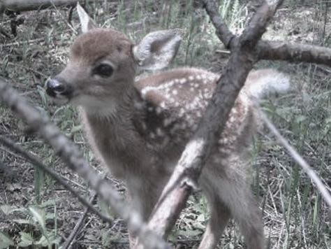 Deer Coquette, Fawn Aesthetic, Gloomy Coquette, Wired Earbuds, Baby Deer, Deer