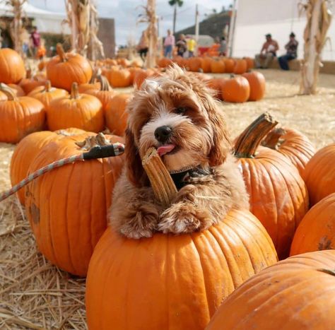 Gallaghers Pumpkin Patch In St Pete Florida Will Open Soon With Cute Fall Vibes - Narcity Halloween Fall Vibes, St Pete Florida, Dog Pumpkin, Pumpkin Queen, Going Shopping, Red Wagon, Best Pumpkin, Pumpkin Seasoning, Halloween Fall