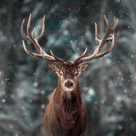 Deer Wallpaper, Winter Animals, Majestic Animals, A Deer, Animal Wallpaper, Nature Animals, 귀여운 동물, Painting Style, Yule