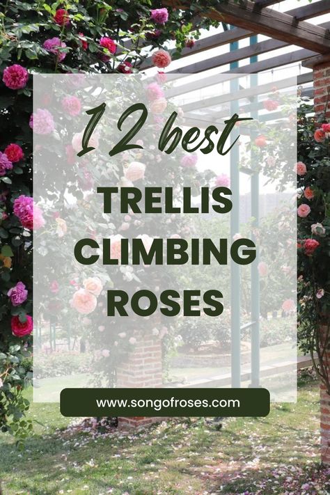 Growing trellis climbing roses is an eye-catching, convenient way to grow roses in your garden. Click on the pin to learn how to grow them. Gardens With Trellis, Rose Arbor Trellis, Best Climbing Roses For Trellis, Training Climbing Roses, Climbing Roses On Trellis, Rose Trellis Ideas Diy Climbing Flowers, Trellis Ideas For Roses, Climbing Rose Trellis Ideas, Climbing Roses On House