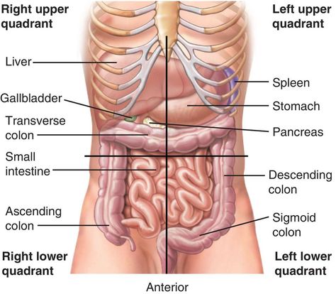 Abdominal Regions, Stomach Images, Emt Study, Sigmoid Colon, Surgical Technician, Medical Dictionary, Basic Anatomy And Physiology, Nurse Study Notes, Medical Surgical Nursing