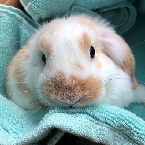 Adorable Bunnies, Going To Sleep, Bunny Bunny, Fluffy Animals, The Bunny, Baby Bunnies, Boho Beach, Beach Babe