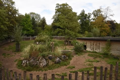 Wolf Enclosure, Zoo Buildings, Planet Zoo Habitat Ideas, Zoo Habitat Ideas, Zoo Habitats, Zoo Enclosures, Planet Zoo Habitat, Prehistoric Kingdom, Zoo Boo