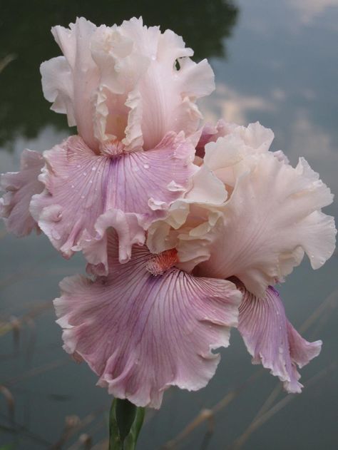 Nymphaea Lotus, Iris Garden, Bearded Iris, Iris Flowers, Beautiful Blooms, Dream Garden, Amazing Flowers, Love Flowers, Pretty Flowers