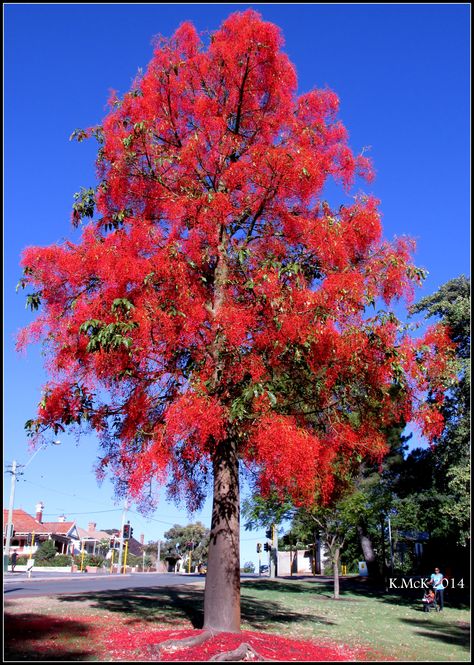 illawarra flame tree_8 Cape York, Patio Trees, Flame Tree, Australian Native Plants, Giant Tree, Unique Trees, House Plants Indoor, Seed Pods, Potting Soil