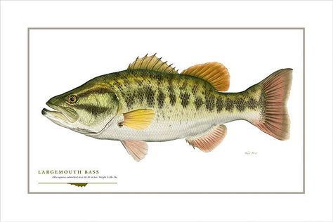 Modern taxonomic plate style print of a Largemouth Bass, Micropterus salmoides. The print is from the original watercolor painting produced for the book, "FISH, 77 Great Fish of North America. About Our Prints: All of our prints are fine art Giclée prints printed on acid-free paper with archival inks. 8'' X 10'' OEPs (Open Edition Prints), 12'' X 18'' Game Fish OEPs & 16'' X 24'' Game Fish LEPs (Limited Edition Prints) are printed on Sunset Velvet Rag® 315g 100% cotton rag archival paper. LEPs a Photos Of Fish, Black Bass, Art Fish, Bass Fish, Fine Art Giclee Prints, Largemouth Bass, History Art, Free Canvas, Cat Tail