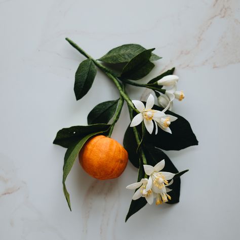 Nature Reference, Flower Reference, Leaves Photography, Food Flowers, Food Tattoos, Natural Form Art, Life Drawing Reference, Orange Plant, Fruit Photography