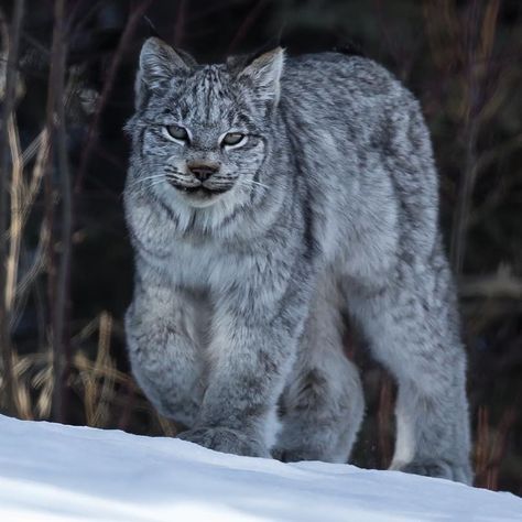 Canadian Lynx Cat, Eurasian Lynx Cat, Blue Lynx Point Siberian, Canada Lynx Cat, Canadian Cat, Canadian Lynx Photography, Wild Park, Canada Lynx, Eurasian Lynx Photography