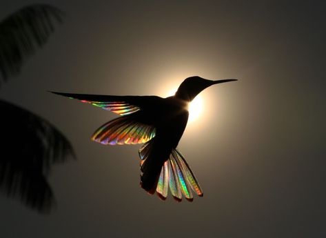 Amazing Shots of a Rainbow Hummingbird Captures Natural Phenomena, by artist Christian Spencer. Burung Kakatua, Hummingbird Feather, Diffraction Of Light, Hummingbird Wings, Hummingbirds Photography, Rainbow Photo, Colossal Art, Natural Phenomena, Colorful Birds