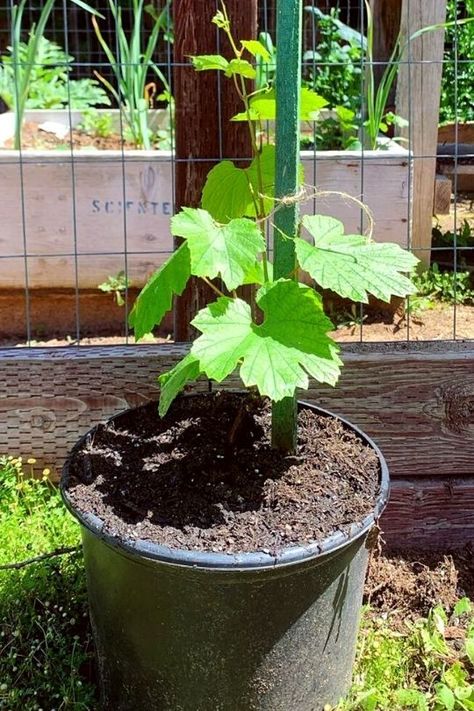 Grapes In Containers, Grow Grapes, Grapevine Growing, Grape Vine Plant, Growing Vegetables In Pots, Grape Plant, Patio Plans, Herb Containers, Garden Waterfall