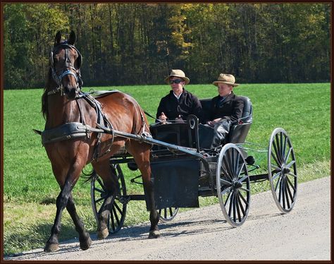 Amish Horse and Buggy by Anna - Photo 177858603 / 500px Welsh Ponies, Hackney Horse, Welsh Pony And Cob, Highland Pony, Pull Wagon, Horse Drawn Carriage, Carriage Driving, Welsh Pony, Harness Racing