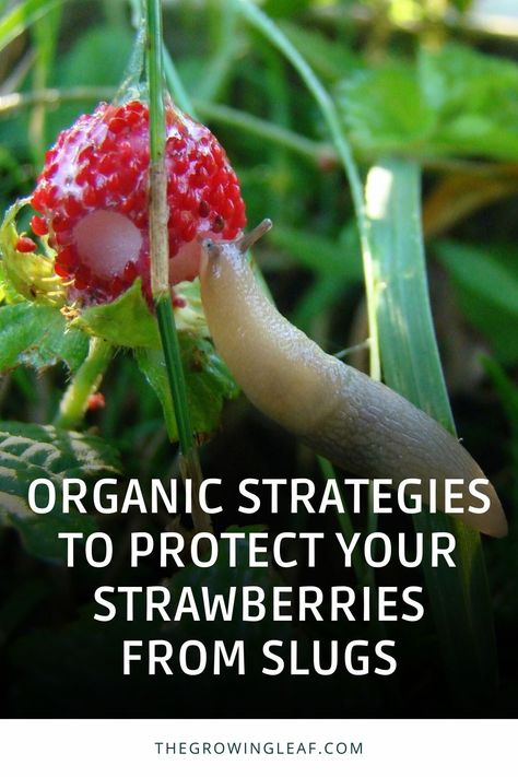 Say goodbye to pesky slugs and protect your sweet, juicy strawberries with these organic gardening tips! 🍓 Discover the power of liquid coffee, garlic spray, and crushed eggshells to fend off these garden invaders. Learn how to enhance your straw mulch and find out about alternative mulches for your strawberry plants. Keep your garden thriving and your strawberries slug-free with these eco-friendly solutions. 🌱🐌 #GardeningTips #Strawberries #OrganicGardening How To Protect Strawberry Plants, Strawberry Plant Care, Slug Trap, Growing Berries, Growing Strawberries In Containers, Dirt Therapy, Strawberry Bush, Slugs In Garden, Strawberries In Containers