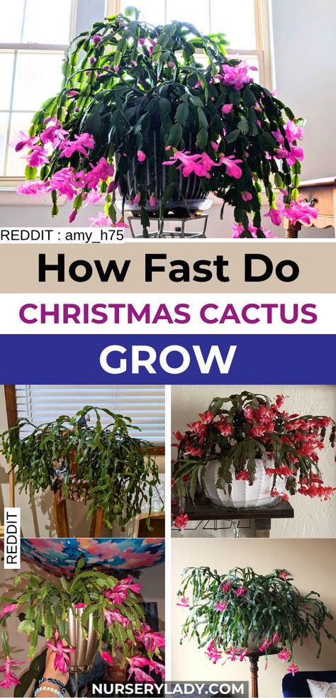 "Discover how fast Christmas Cactus grow and learn essential tips for thriving plants! Explore how to get a Christmas cactus to grow tall, including methods for growing Christmas cactus in water. Master Christmas Cactus care with our expert advice on propagation and maintenance for your Holiday, Easter, and Thanksgiving cacti. Whether you’re a novice or an experienced gardener, our guide on Christmas Cactus plant care will help you achieve lush, vibrant growth. Christmas Cactus Flower, Christmas Cactus Propagation, Indoor Cactus Plants, Christmas Cactus Care, Christmas Cactus Plant, Easter Cactus, Thanksgiving Cactus, Holiday Cactus, Indoor Cactus