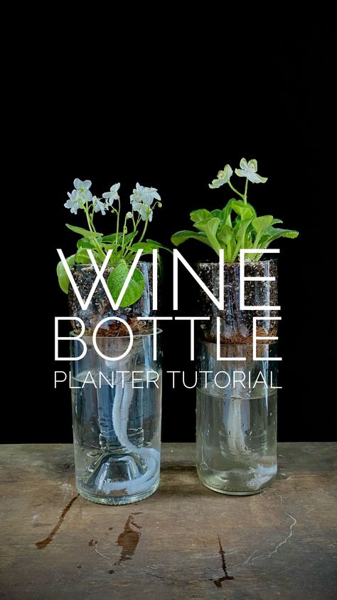 Wine Bottle Planter Tutorial — Plant Daddy Podcast Wine Bottle Herb Garden Self Watering, Wine Bottle Herb Garden, Wine Bottle Planter Self Watering, Wine Bottle Plant Propagation, Wine Bottle Pendant Lights, Wine Bottle Plant Waterer, Wine Bottle Planter Diy, Wine Glass Planter, Wine Bottle Uses