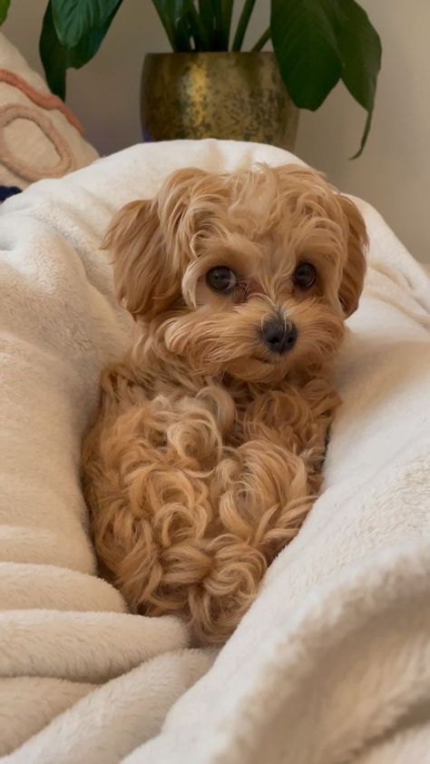 Maltipoo Chocolate Brown, Maltipoo Adult, Weird Animal Facts, Best Dog Harness, Cute Fluffy Puppies, Cute Small Dogs, Goofy Dog, Cute Dogs Images, Very Cute Puppies