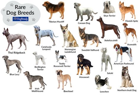 List of Large and Small Rare Dog Breeds with Pictures Dog Breeds Chart, Cutest Dog Breeds, Northern Inuit Dog, Unusual Dog Breeds, Loyal Dog Breeds, Dog Infographic, Types Of Dogs Breeds, Unique Dog Breeds, Livestock Guardian Dog