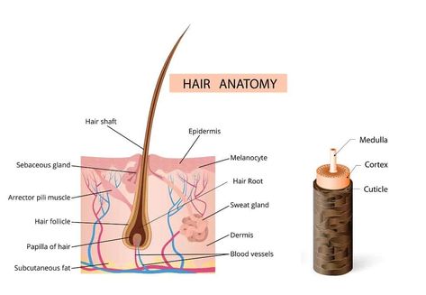 Hair Basics: Hair Structure, Growth Cycle, Types, Condition & Thickness Structure Of Hair, Hair Science, Porous Hair, Hair Structure, Haircare Tips, Thick Hair Styles Medium, Fine Straight Hair, Hair Growth Cycle, Easy Tricks