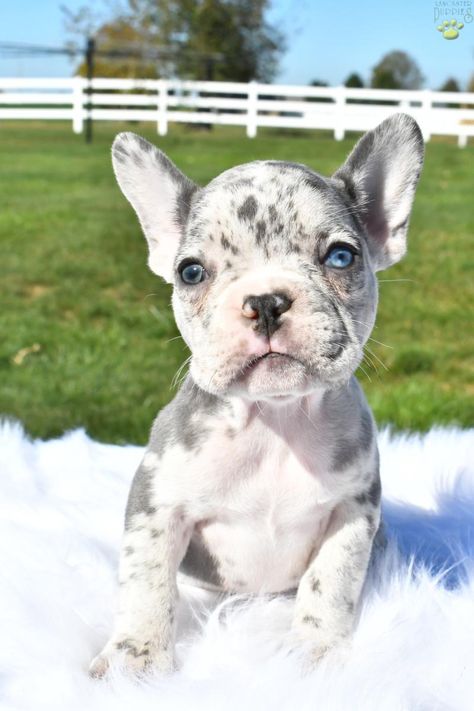 Cute Dogs For Sale, Frenchie Puppies For Sale, Bulldogs Puppies, Blue French Bulldog Puppies, French Bulldog Breeders, French Bulldog For Sale, French Bulldog Breed, Puppy Time, Mini Puppies