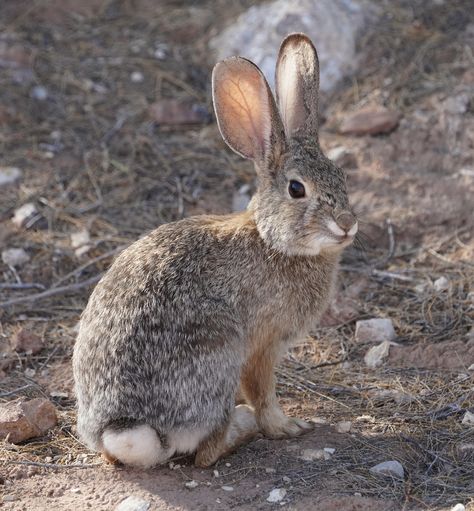 Wild Cottontail Rabbit, Desert Cottontail Rabbit, Pixabay Animals, Bunny Reference, Desert Rabbit, Rabbit Reference, Desert Cottontail, Cotton Tail Rabbit, Arizona Wildlife