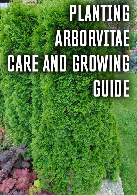 Complete guide to care Arborvitae Arborvitae Privacy Fence Ideas, Green Arborvitae Landscaping, Arborvitae Landscaping Privacy Hedge, Arbivortae Landscaping, Landscaping With Arborvitae, Arborvitae Landscaping Ideas, Emerald Arborvitae Landscaping, Arborvitae Privacy Fence, Arborvitae And Hydrangea Landscaping