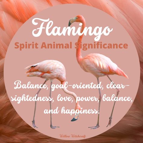 Flamingo Spirit Animal Meaning, Flamingo Symbolism, Meditation Signs, Flamingo Willow, Flamingo Meaning, Charm Meanings, Flamingo Facts, Butterfly Spirit Animal, Animal Totem Spirit Guides