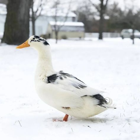 Ancona Duck: Complete Breed Guide Ancona Ducks, Sebastopol Geese, Duck Ideas, Duck Breeds, Raising Ducks, Future Farms, Crazy Bird, Blue Eggs, Mini Farm