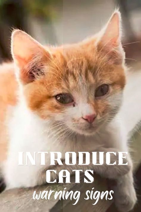 Cats are very social pets and enjoy the company of other cats or dogs. Reasons why cat owners decide to add a new 4-legged friend vary, and introducing pets to each other usually takes from a few weeks to a few months. What alarming signs do you need to know to understand the introduction is not going smoothly? How To Introduce A Cat To A Dog, How To Introduce Cats To Each Other, Introducing A Kitten To A Cat, Why You Should Have A Cat, How To Introduce A New Kitten To A Cat, Reasons To Get A Cat, How To Introduce Cats, Raising Kittens, Hyper Dog