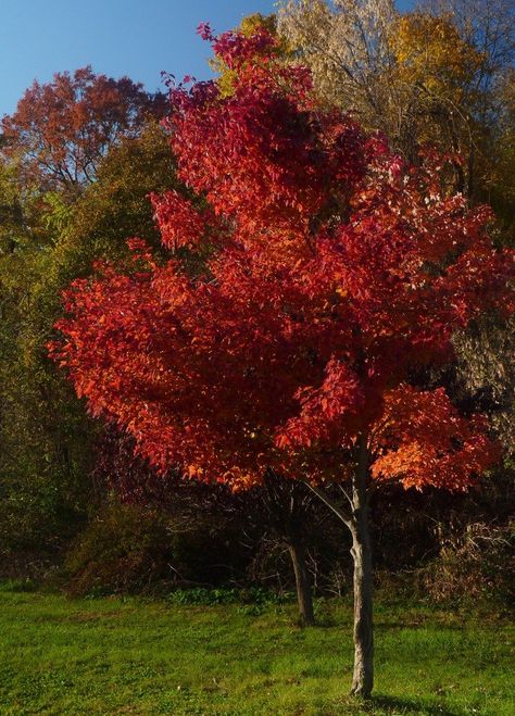 Tree Tattoo Green, Red Maple Tree Landscaping, Maple Tree Tattoo, Maple Tree Landscape, Maple Tree Tattoos, Birch Tree Wedding, Willow Tree Tattoos, Tattoo Tree, Red Maple Tree